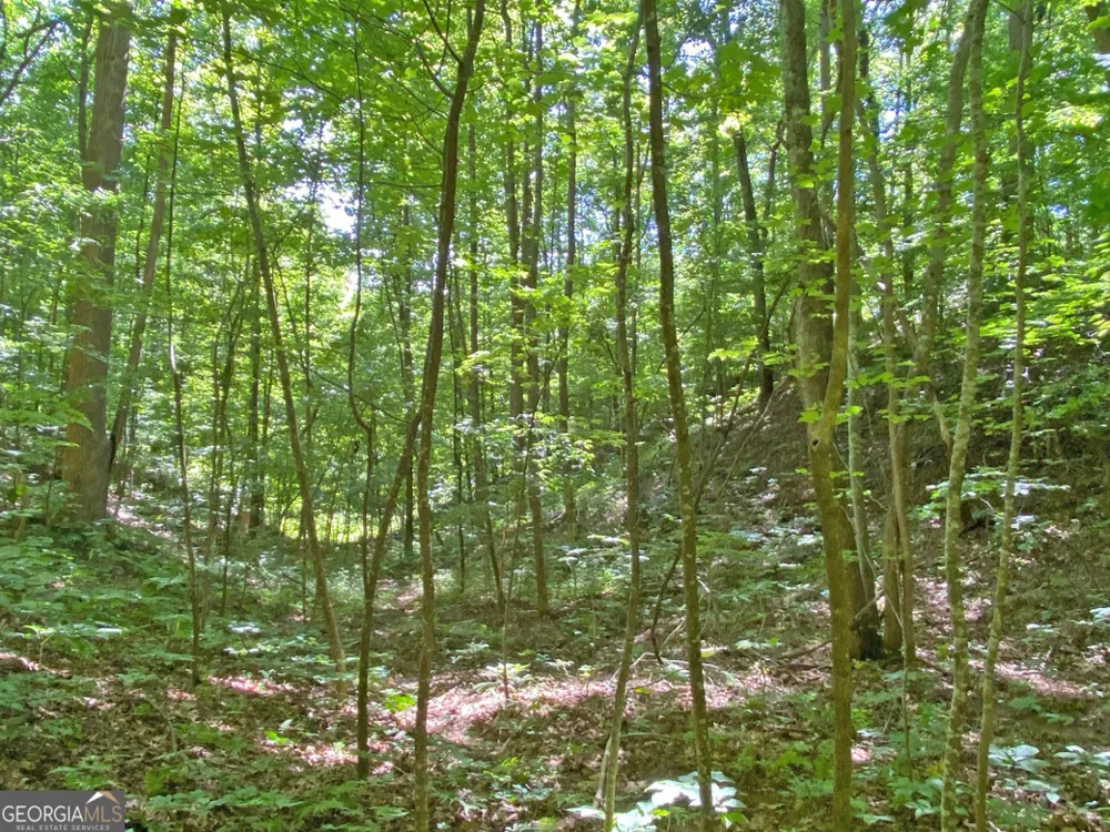 2.4AC Old River RD Dahlonega, GA 30533