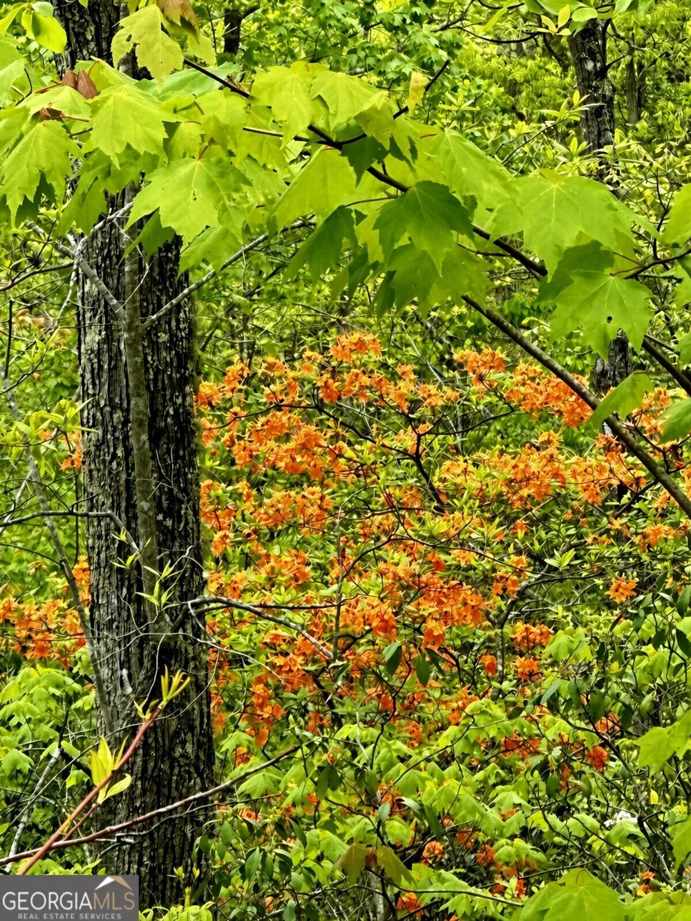 LOT 18 Turquoise RDG Blue Ridge, GA 30513