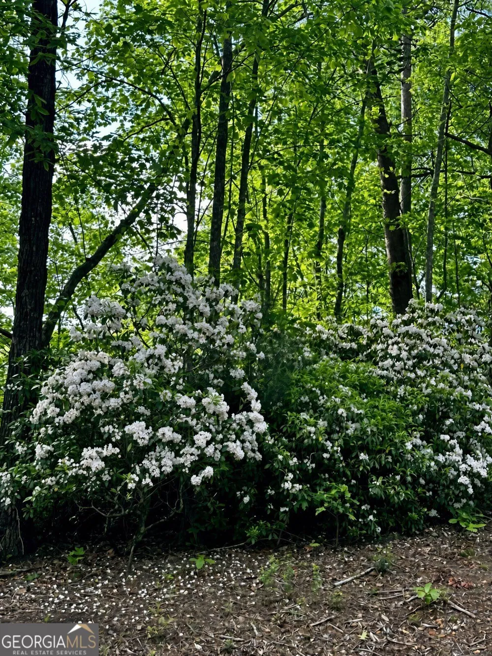 LOT 25 Prospect RDG Blue Ridge, GA 30513