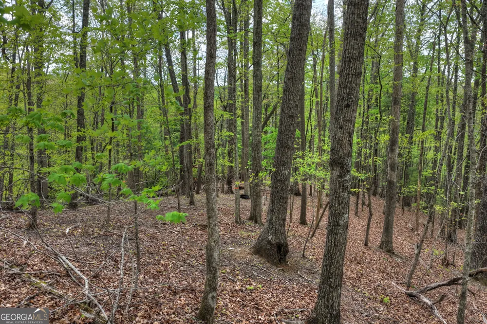 660 Ripshin Mountain RD Blue Ridge, GA 30513