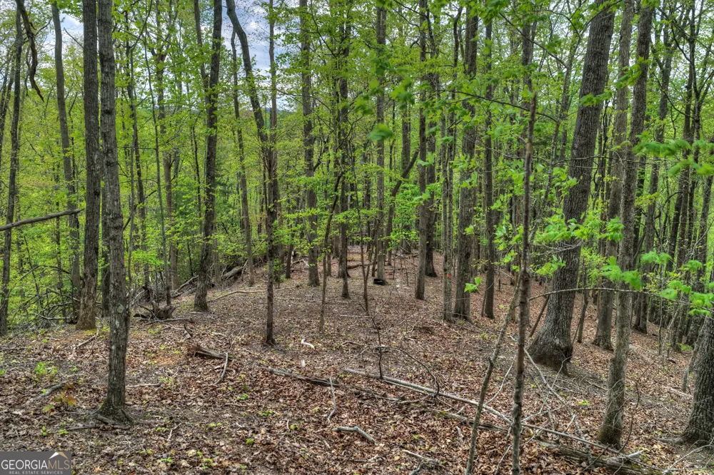 660 Ripshin Mountain RD Blue Ridge, GA 30513