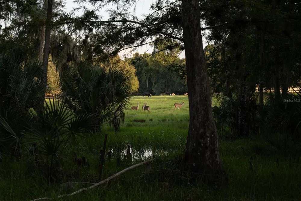 24201 OAKS BOULEVARD Land O Lakes, FL 34639