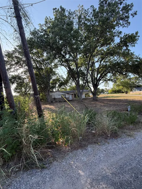 Pin Oak