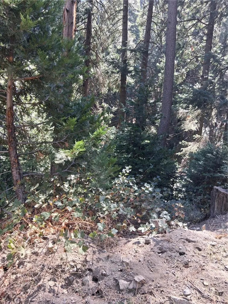 14 Burnt Mill Canyon Road Cedarpines Park, CA 92322