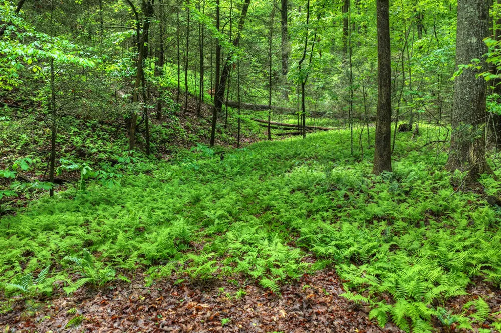 636 Bear Paw Trail Blue Ridge, GA 30513