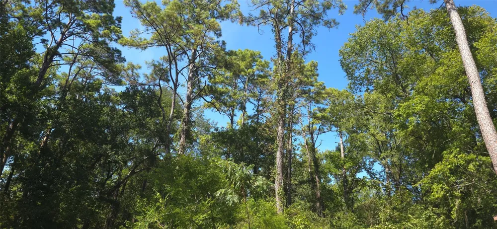 Cove Dr Point Blank, TX 77364