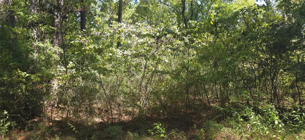 Cove Dr Point Blank, TX 77364