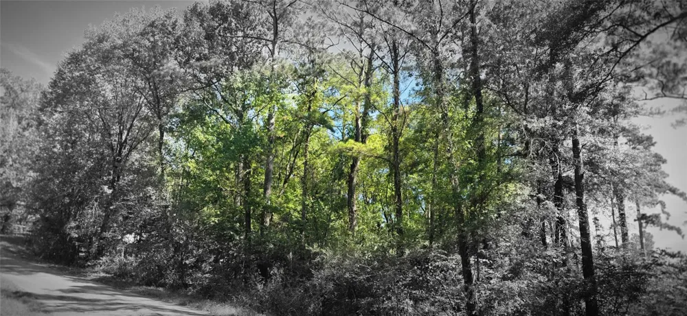 Cove Dr Point Blank, TX 77364