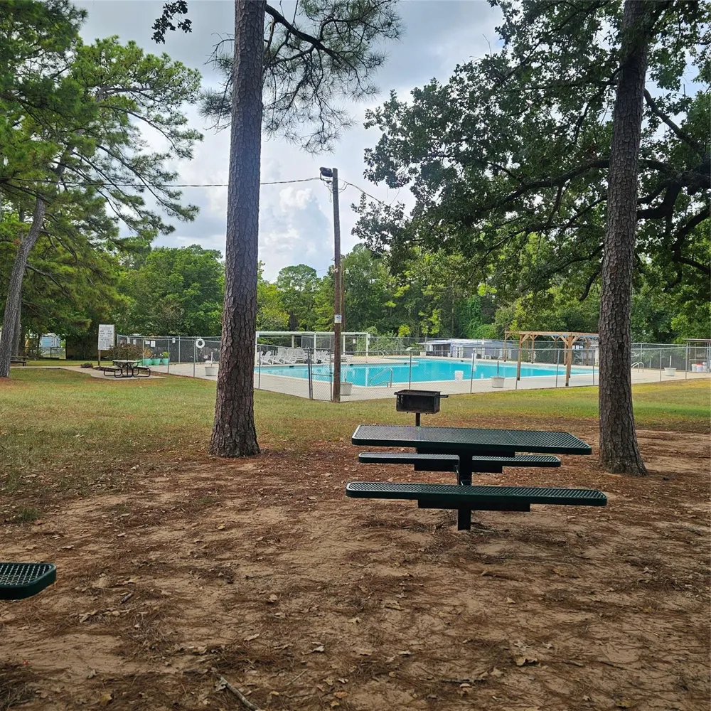 Scarlet Oak Willis, TX 77318