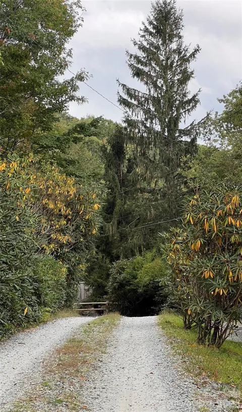 0000 Forest Lane