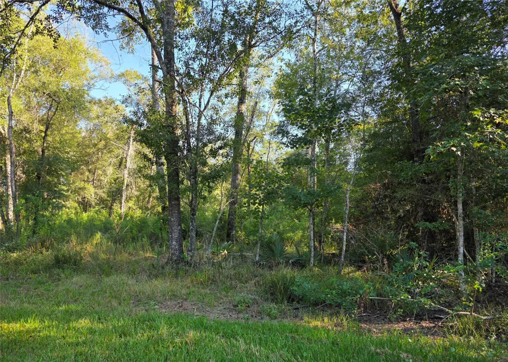 Tidwell Lane Shepherd, TX 77371