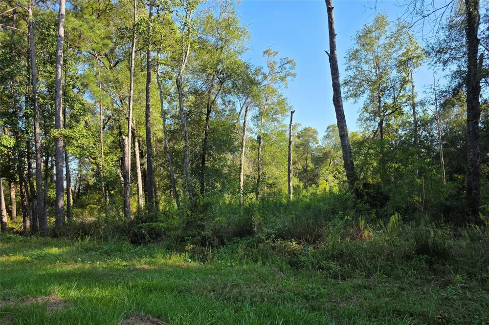 Tidwell Lane Shepherd, TX 77371