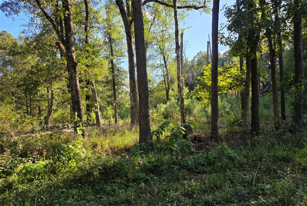 Tidwell Lane Shepherd, TX 77371