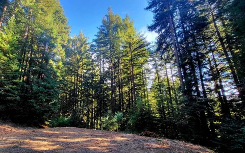 Redwood Lodge Road