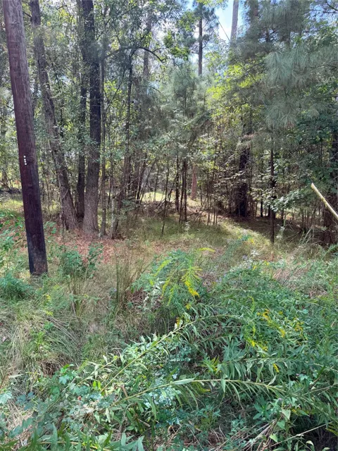 Honeysuckle, Lot 1