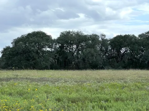 4 Dancing Deer