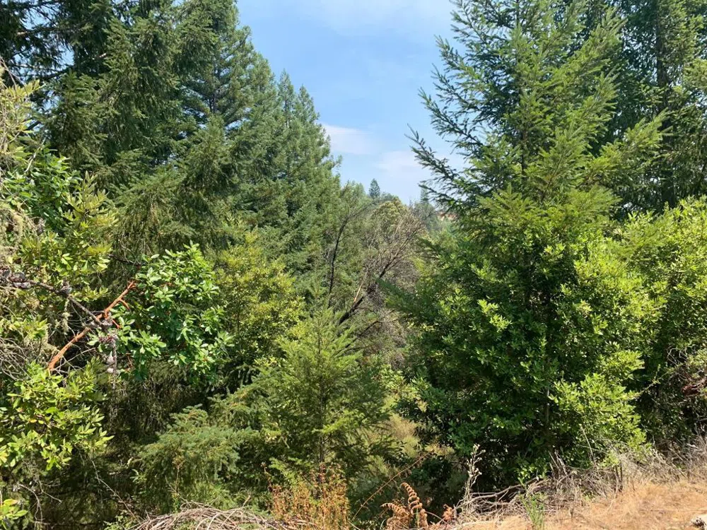 950 Middleton Drive Boulder Creek, CA 95006