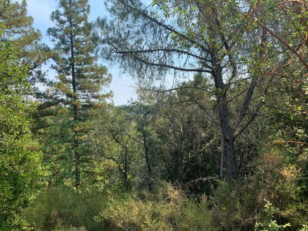 950 Middleton Drive Boulder Creek, CA 95006