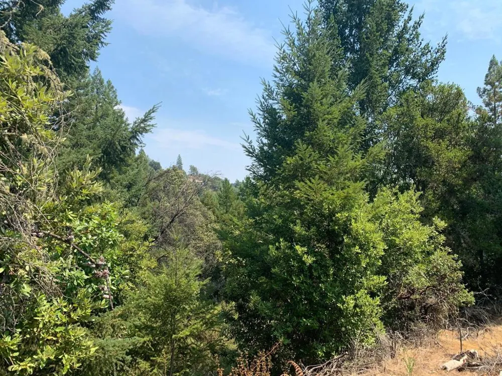950 Middleton Drive Boulder Creek, CA 95006