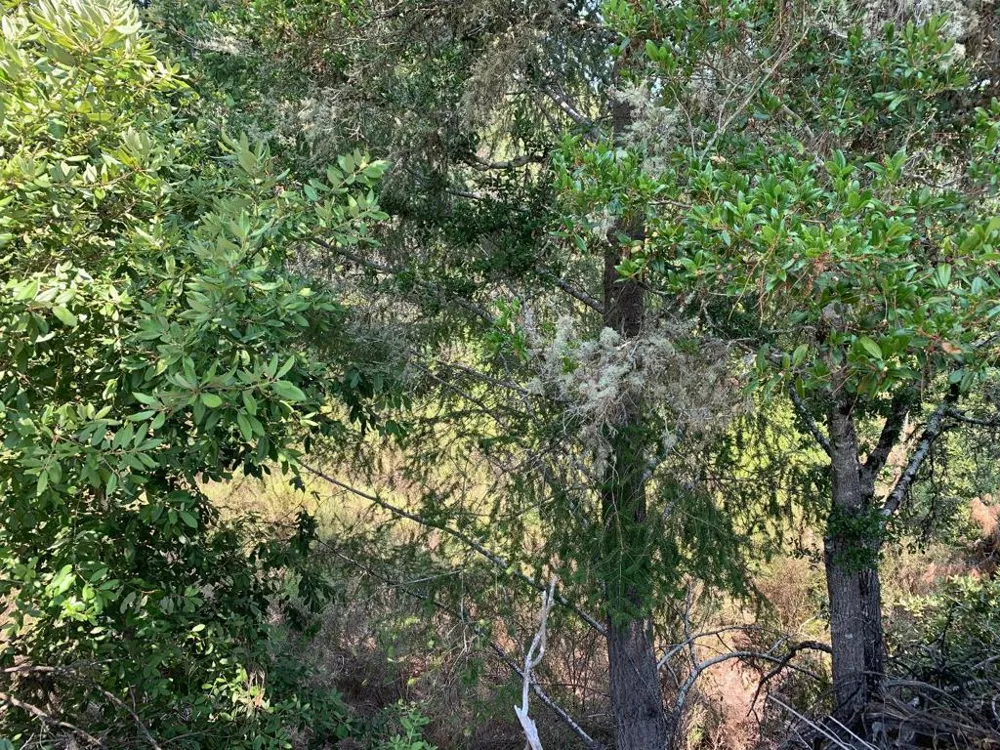 950 Middleton Drive Boulder Creek, CA 95006