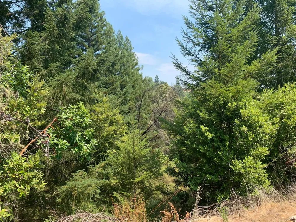 950 Middleton Drive Boulder Creek, CA 95006