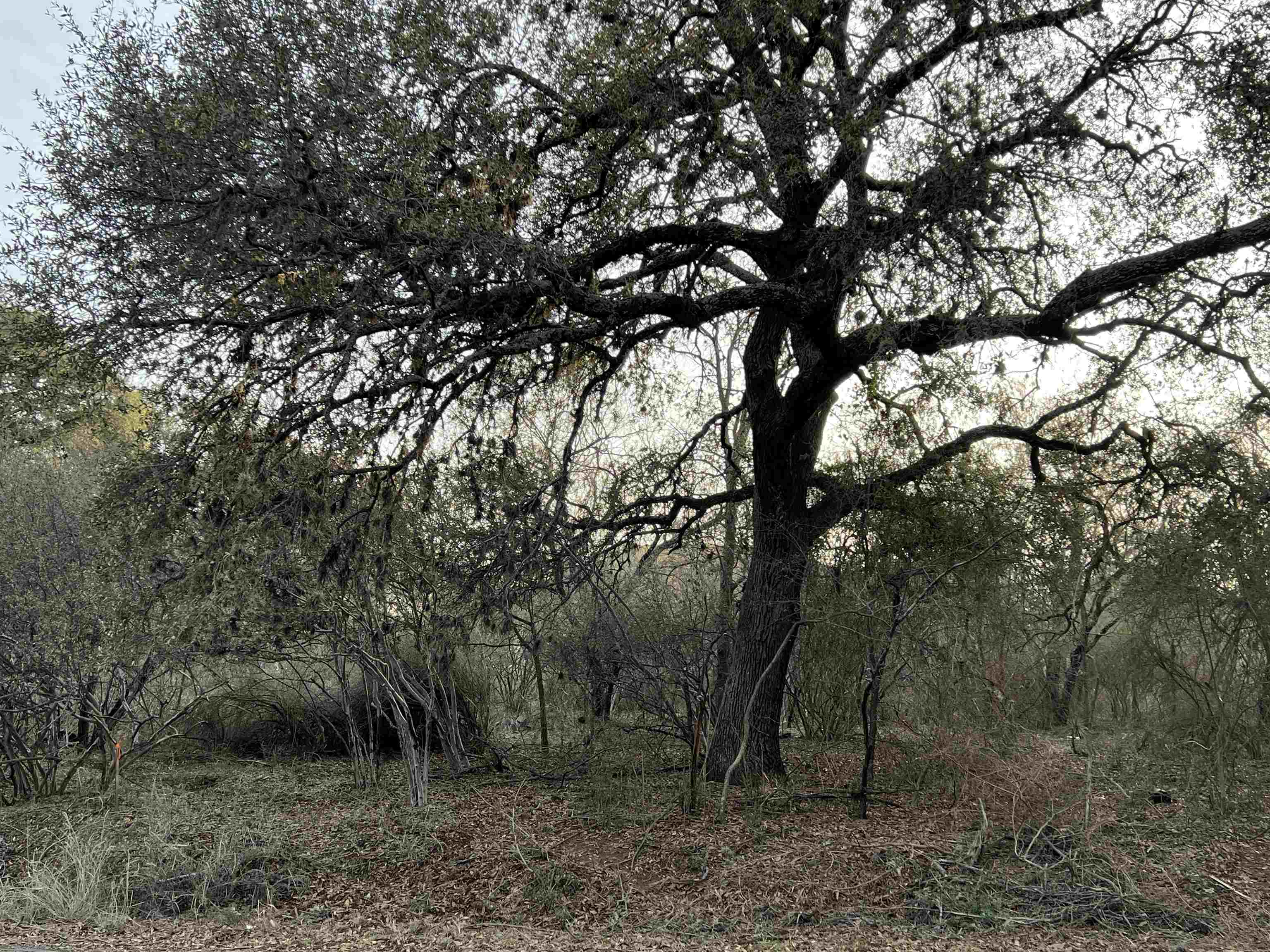 Lot 203 Lakewood Drive