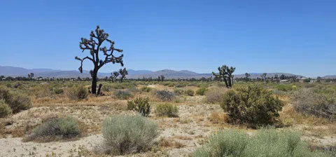 Palmdale Blvd / 55th St E