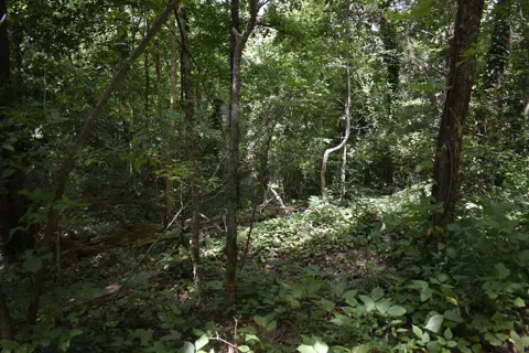 N Dale Avenue