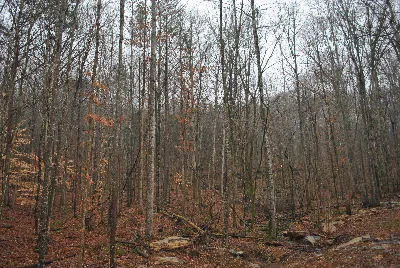 2111 Newsome Gap Road