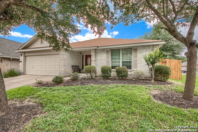 4102 CHINKAPIN OAK