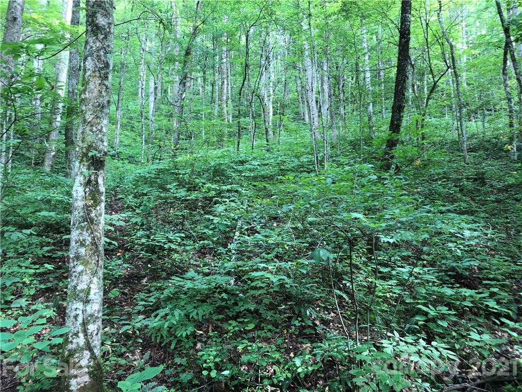 43 Cougar Mountain Road