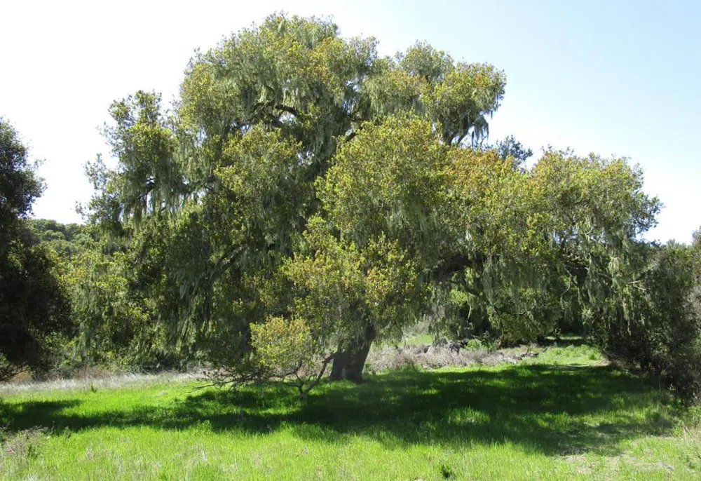 Monterra Road Monterey, CA 93940