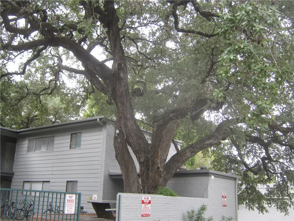 803 W 28th #202 Austin, Texas 78705