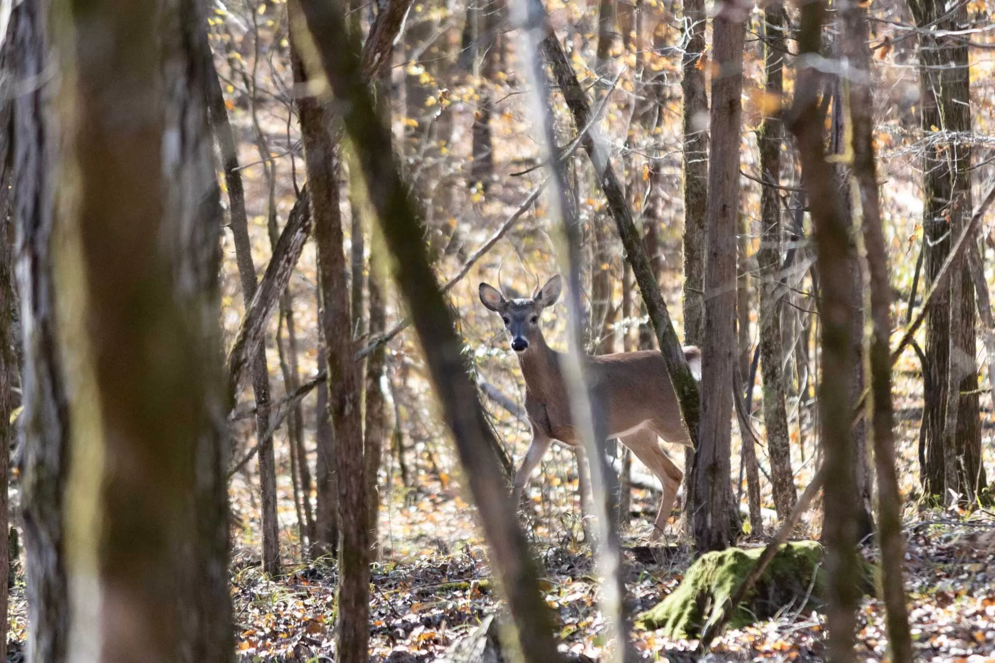 Alexis Ann Malsbury Photo