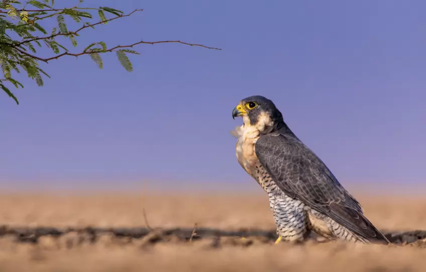 Jennie Finlay & Company Photo